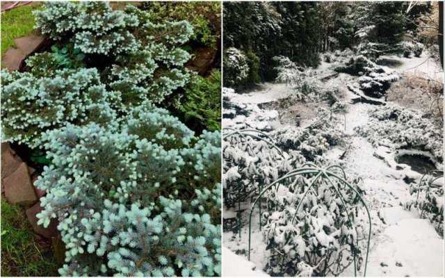 Выбор растений, не требующих регулярного ухода и полива