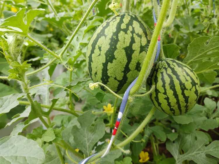Сколько плодов целесообразно оставлять на одном кусте для крупных арбузов