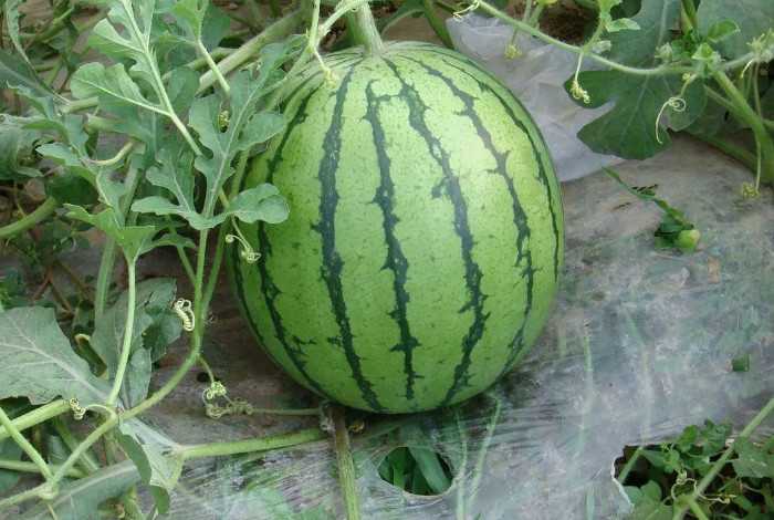 Условия полива и их влияние на количество плодов