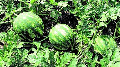 Роль обрезки завязей в контроле количества плодов