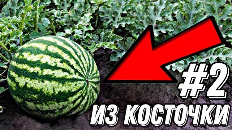 Влияние формирования плетей на урожайность одного куста