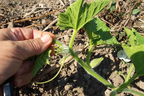 Сколько арбузов с одного куста можно вырастить