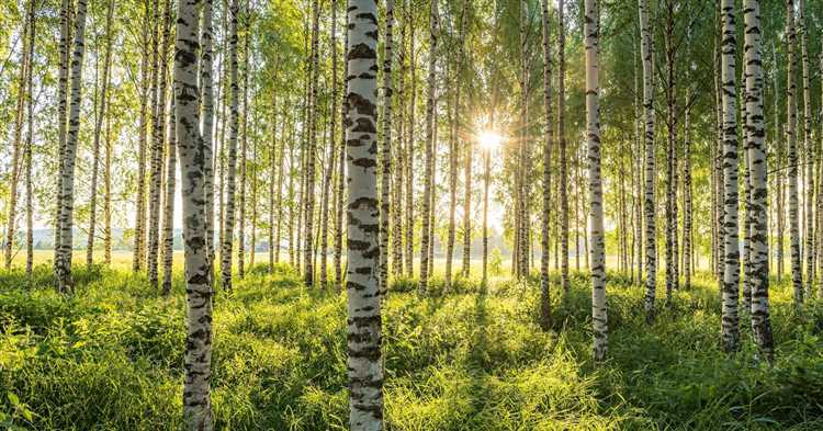 Последствия неправильного ухода за раной на березе после среза