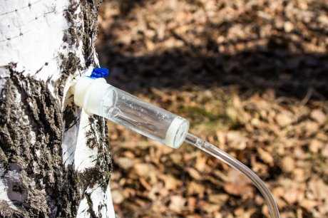 Когда и как использовать замазку для ран березы