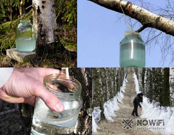 Средства и материалы для обработки места среза на березе