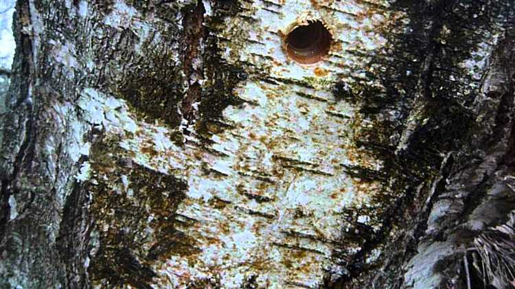 Срезал ветку березы течет сок что делать Срезал ветку березы течет сок что делать