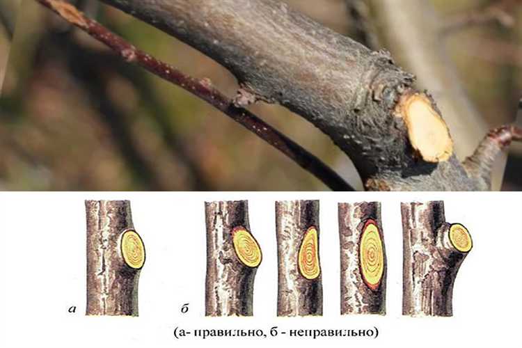 Реакция яблони на неправильную обрезку