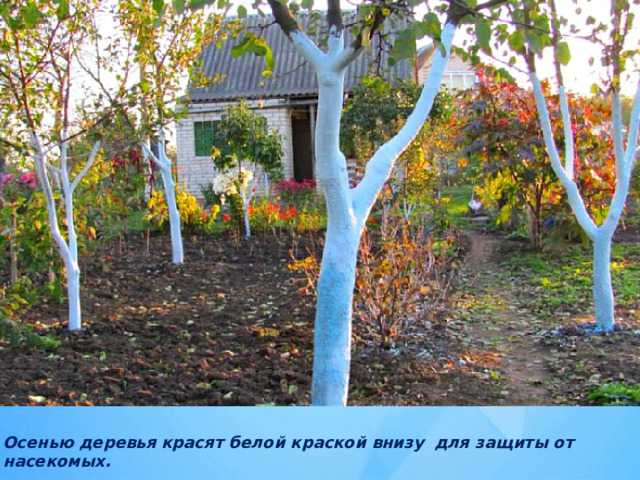 Чем отличается весенняя побелка от осенней