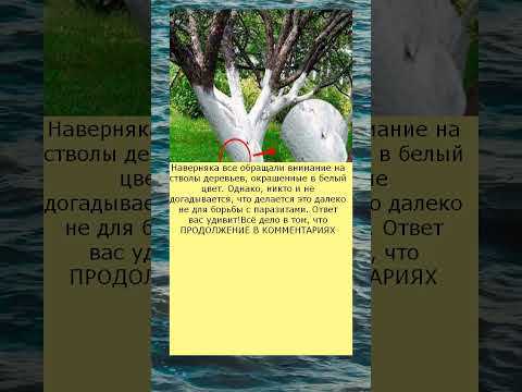 Какие составы лучше использовать для побелки деревьев
