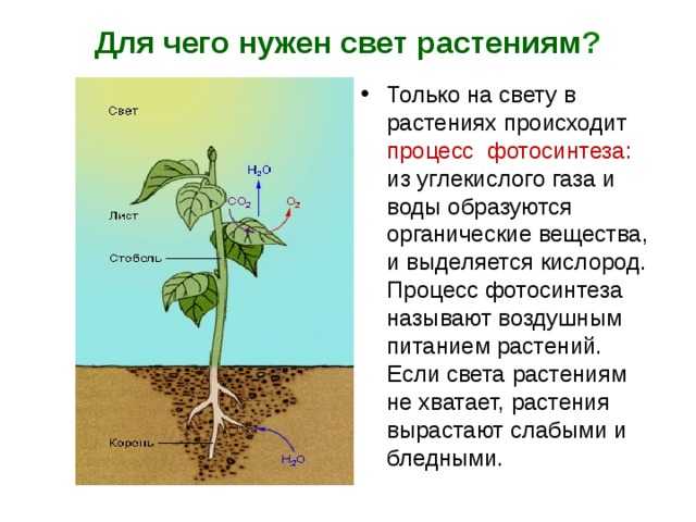 Белый свет для растений для чего нужен