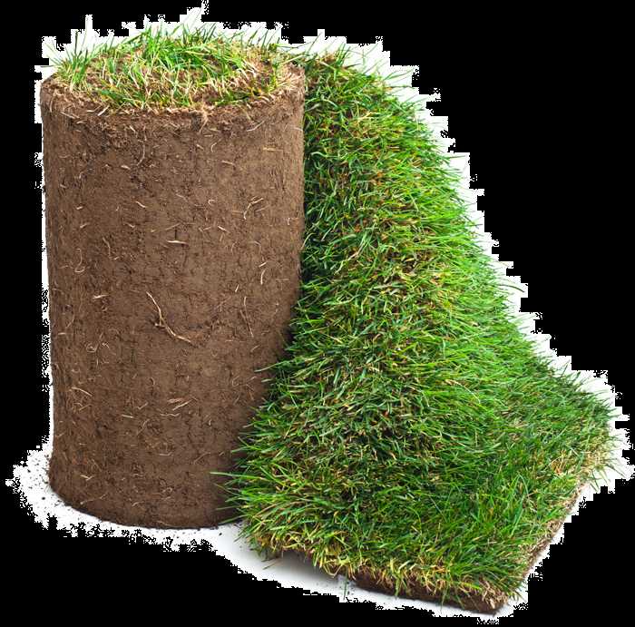 Покрытие газона соломой: как правильно укладывать и убирать