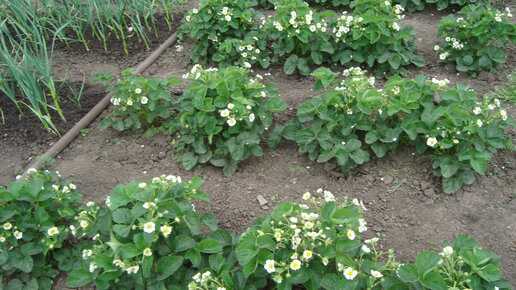 Как правильно выбрать время для обработки клубники в фазе цветения