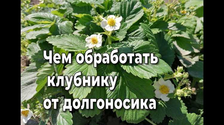 Методы борьбы с грибковыми заболеваниями клубники в период цветения