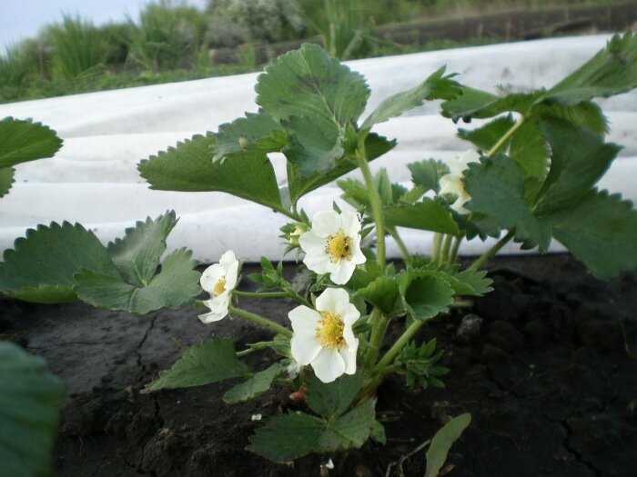 Как защитить пчёл и опылителей при обработке клубники