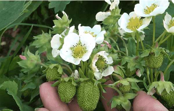 Период ожидания после обработки клубники перед сбором урожая