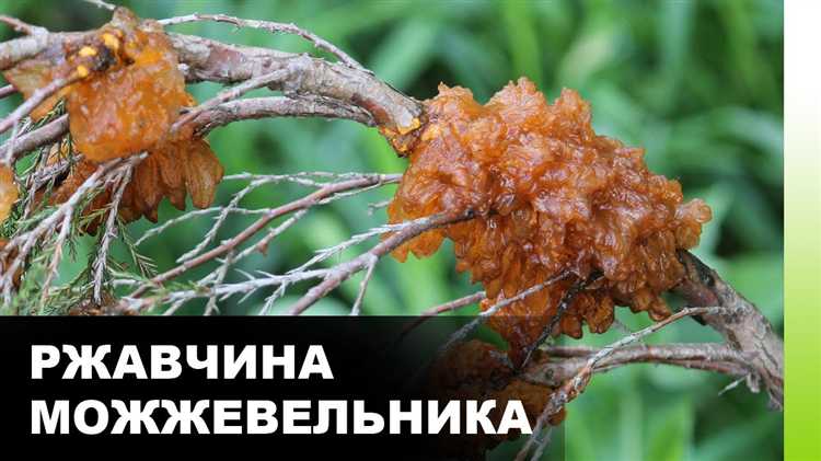 Когда начинать обработки можжевельника в зависимости от региона