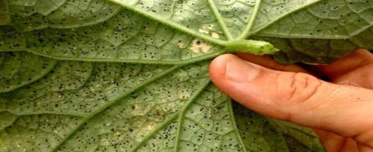 Как предотвратить повторное появление белокрылки после весенней обработки