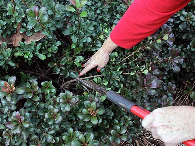 Можно ли применять кусачки или бокорезы для подрезки веток