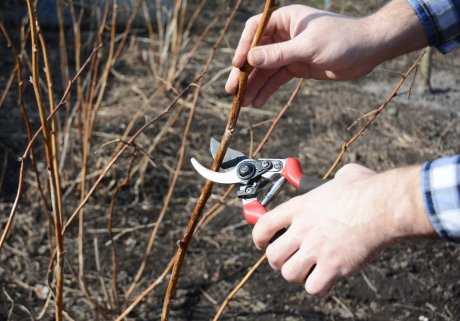 Как выбрать пилу для работы с толстыми сучьями вместо секатора