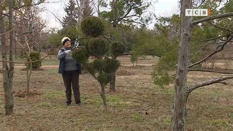 Чем обрезать кусты если нет секатора