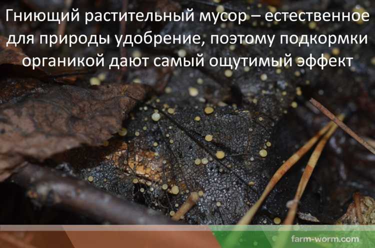 Чем грозят частые подкормки для микробиоты почвы и круговорота веществ