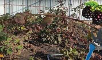 Обработка деревьев в фазе розового бутона