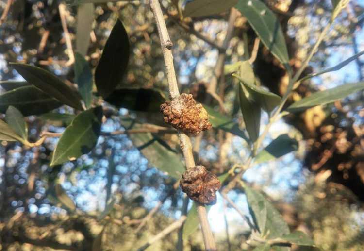 Как выбрать препарат против парши и мучнистой росы