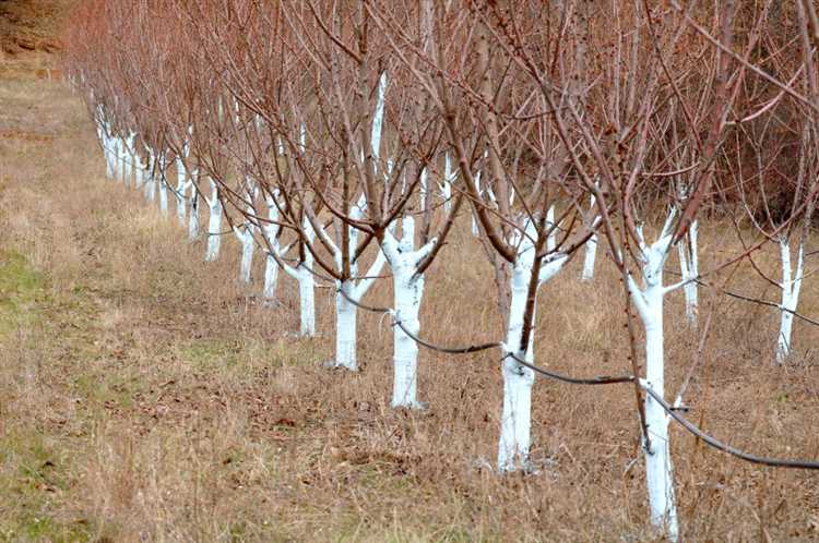 Чем опрыскивать деревья до распускания почек