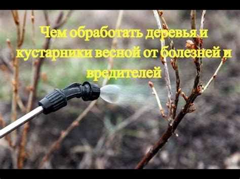 Особенности обработки плодовых деревьев разного возраста