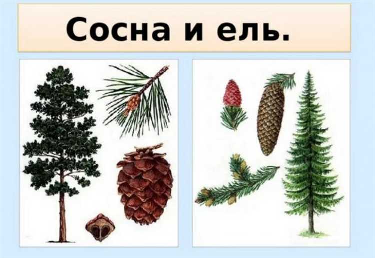 Подходящие области применения ели и сосны в строительстве и ремонте