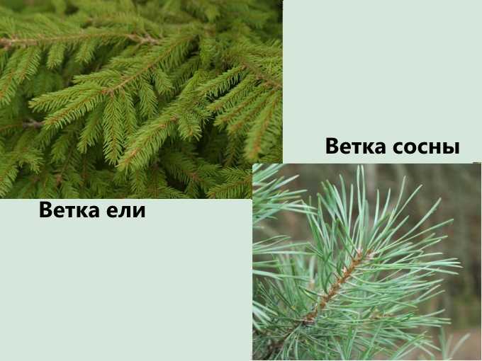 Поведение ели и сосны при сушке и усадке