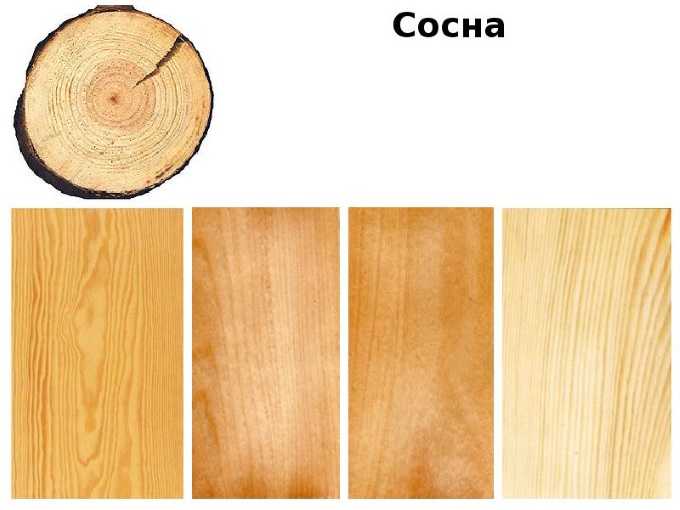 Чем отличается древесина ели от сосны