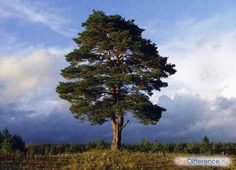 Поведение древесины при сушке и хранении