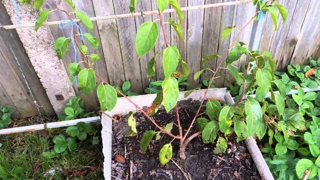 Чем отличается подкормка молодых и взрослых кустов актинидии