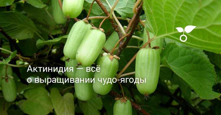 Ошибки при весенней подкормке актинидии, замедляющие рост