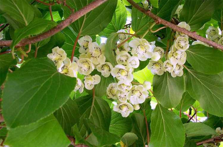 Способы внесения удобрений под актинидию ранней весной