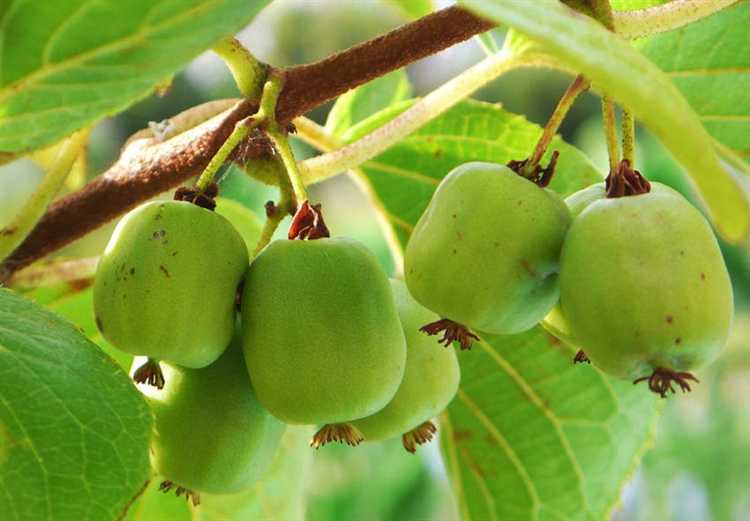 Признаки нехватки питательных веществ у актинидии в апреле и мае