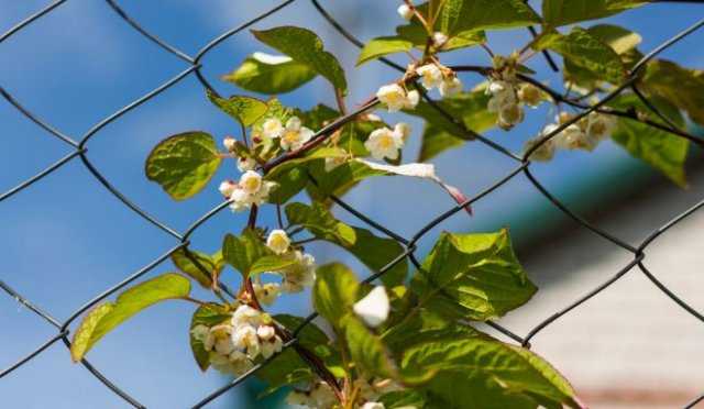 Когда начинать весеннюю подкормку актинидии в открытом грунте