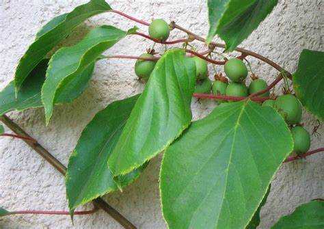 Можно ли совмещать весеннюю подкормку с обрезкой актинидии