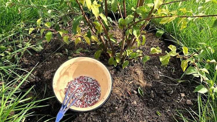 Чем подкормить актинидию весной для хорошего роста Чем подкормить актинидию весной для хорошего роста