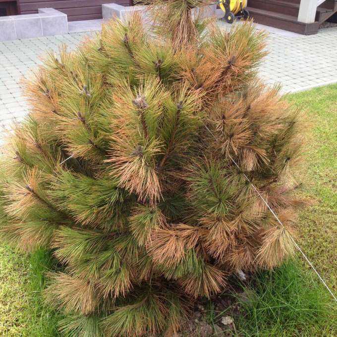 Выбор защитных составов для предотвращения пожелтения древесины сосны