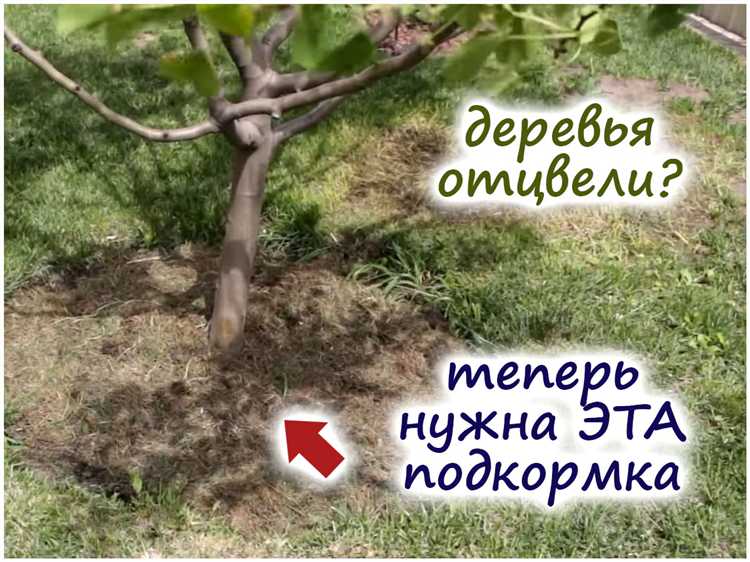 Органические подкормки: что подходит для дуба и как их правильно применять