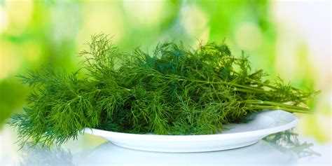 Как выбрать удобрения для дуба в зависимости от возраста дерева