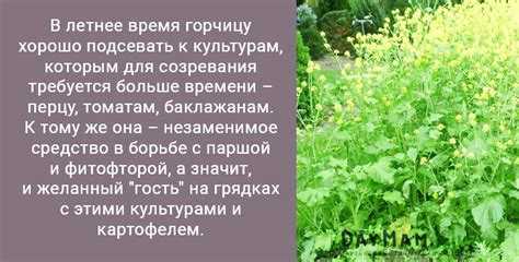 Ошибки при весеннем засеивании участка и их последствия