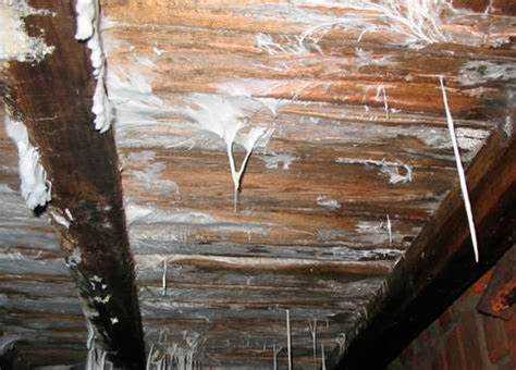 Засыпка подполья защищает конструкции из дерева от влаги, появления гнили и потерь тепла. Использование правильно подобранных материалов влияет на микроклимат в помещении, препятствует образованию конденсата и увеличивает срок эксплуатации строения.