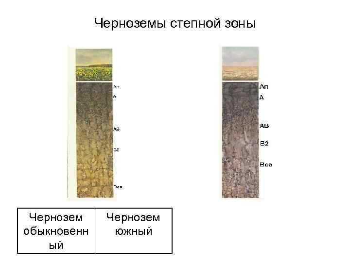 Как выбрать растения в зависимости от pH чернозема?