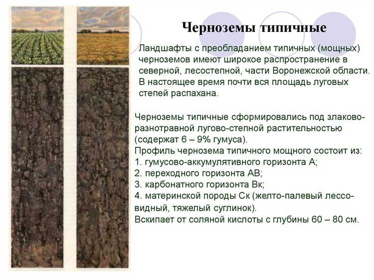 Признаки недостатка или избытка кальция в черноземе