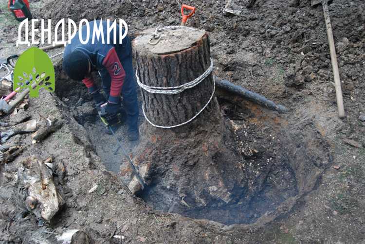 Передача пней специализированным организациям по утилизации древесных отходов