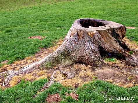 Что делать с пнями после раскорчевки