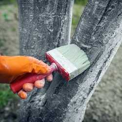 Стоит ли использовать молоко или сыворотку в растворе